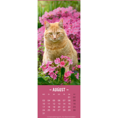 HEYE Calendrier Chats 2026 21474+26 AL 6x18cm