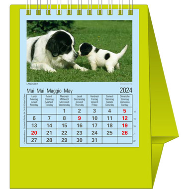 NOVOS Tischkalender Natura 2026 997090 1M/1S hellgrün ML 11.5x14cm