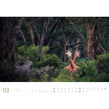 ACKERMANN Bildkalender 2026 3613 Afrika DE/E 66x50cm