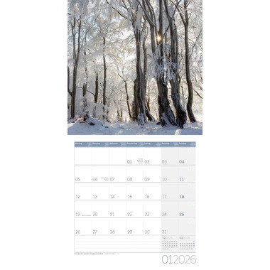 ACKERMANN Calendrier 2026 4611 Zauber des Waldes ML 30x30cm