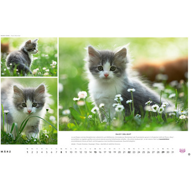 HEYE Bildkalender 2026 1130+26 Whiskas Katzen DE 45x30cm