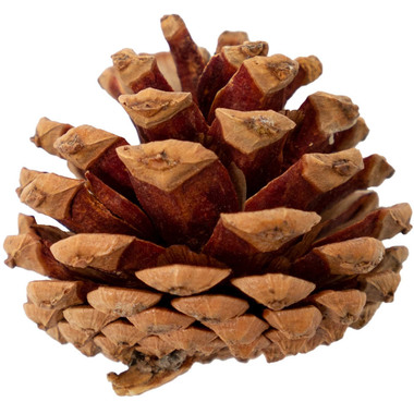 I AM CREATIVE Pigna 6102.871 mini 4 pezzi