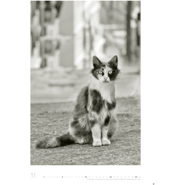HEYE Bildkalender 2026 22848+26 Wegler Cats Edition DE 49x68cn