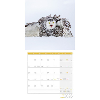 ACKERMANN Calendario 2026 4624 Eulen ML 30x30cm