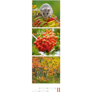 ACKERMANN Calendrier 2026 2656 Nature ML 33x100cm
