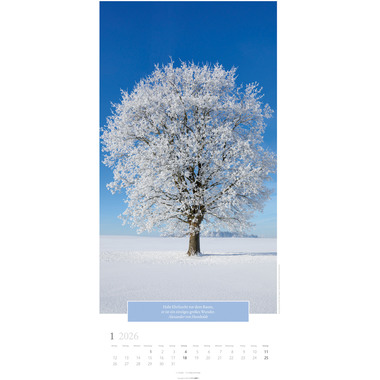 WEINGARTEN Calendrier 2026 2958600+26 Wunderwelt Bäume DE 33x68cm