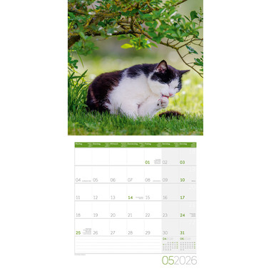 ACKERMANN Bildkalender 2026 4620 Katzen ML 30x30cm