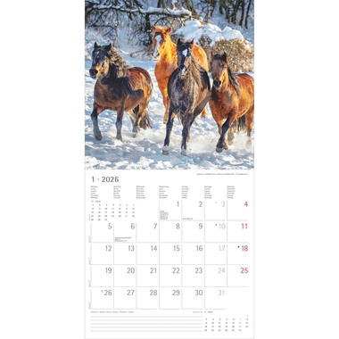 ALPHA EDITION Bildkalender 2026 160303 Pferde ML 30x30cm