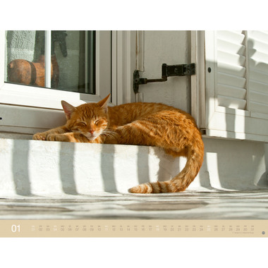 HEYE Calendrier 2026 23165+26 Chats Wegler AL 44x34cm