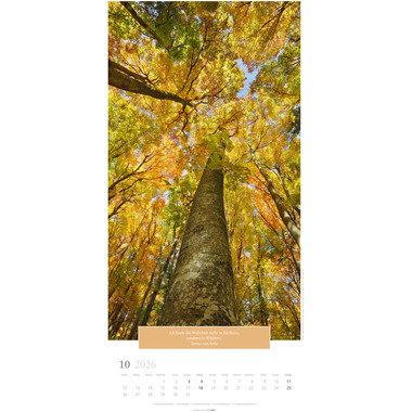 WEINGARTEN Bildkalender 2026 2958600+26 Wunderwelt Bäume DE 33x68cm