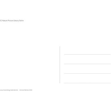 HARENBERG Cal. de cartes postales 2026 3310183+26 Animal Memes 16x17.5cm