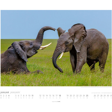 WEINGARTEN Calendrier 2026 2960300+26 Elefanten DE 55x46cm
