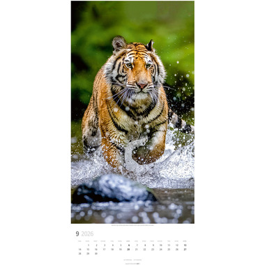 WEINGARTEN Bildkalender 2026 2958700+26 Big Cats DE 33x68cm