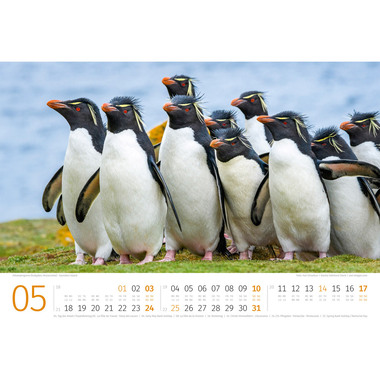 ACKERMANN Calendrier 2026 2689 Pinguine ML 45x33cm